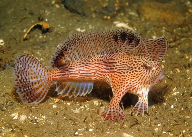 Peces con "manos" (Brachionichthydae) ~ Naturaleza Insólita Peces con "manos" (Brachionichthydae) ~ Naturaleza Insólita