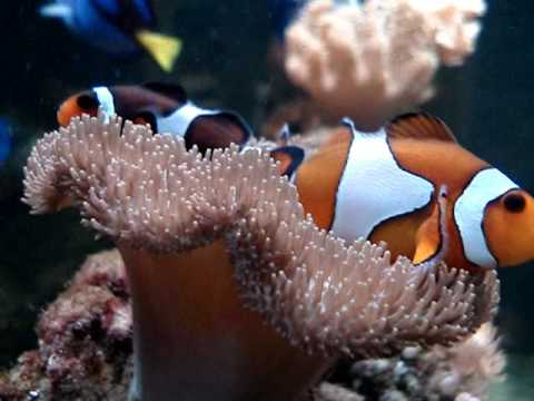 Peces tropicales - YouTube