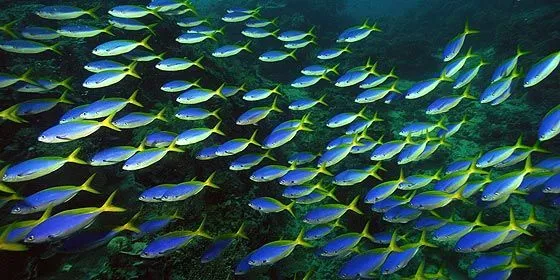 Por qué los peces se están volviendo más pequeños? :: Ciencia ... Por qué los peces se están volviendo más pequeños? :: Ciencia ...