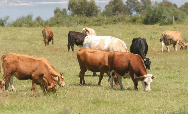 Los pedos de 90 vacas hacen explotar una granja de Alemania -- Qué ...