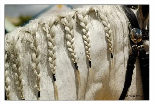 Peinados para la crin (caballos) - LaHerradura