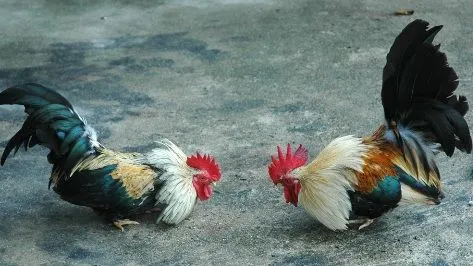 Las peleas de gallo | Sagua de Tánamo