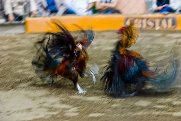 Peleas de gallos – Marcianos