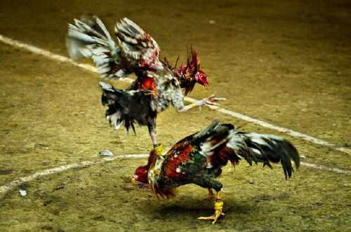 Peleas de gallos: Patrimonio de Crueldad | Abriendo Jaulas