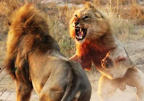 Peleas entre leones: Algunas de las imágenes más salvajes y ...