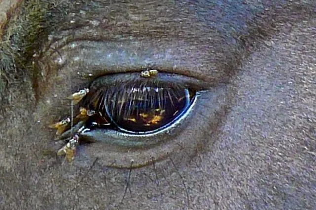 Los pelmas delas moscas en el ojo del caballo | fotos de Mascotas ...