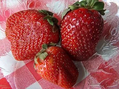 Penco: LA FRUTILLA, HERENCIA NATURAL DE PENCO Penco: LA FRUTILLA, HERENCIA NATURAL DE PENCO