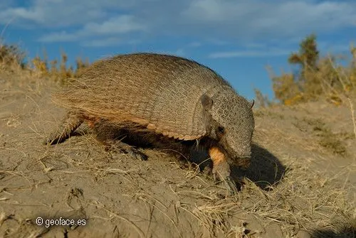 Península Valdés (Argentina) y la ballena franca. | Geoface