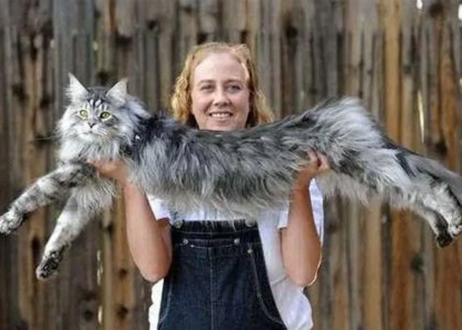 Pensa amb JOIA: GATOS GIGANTES - RAZA MAINE COON Pensa amb JOIA: GATOS GIGANTES - RAZA MAINE COON