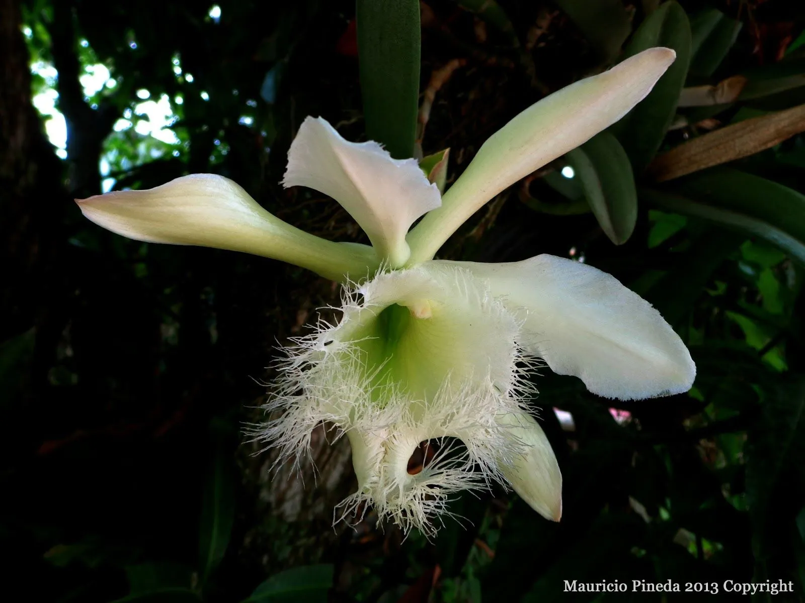 Pensamientos Maupinianos: Rhyncholaelia digbyana flor nacional de Honduras  (antes Brasavola Digbyana)