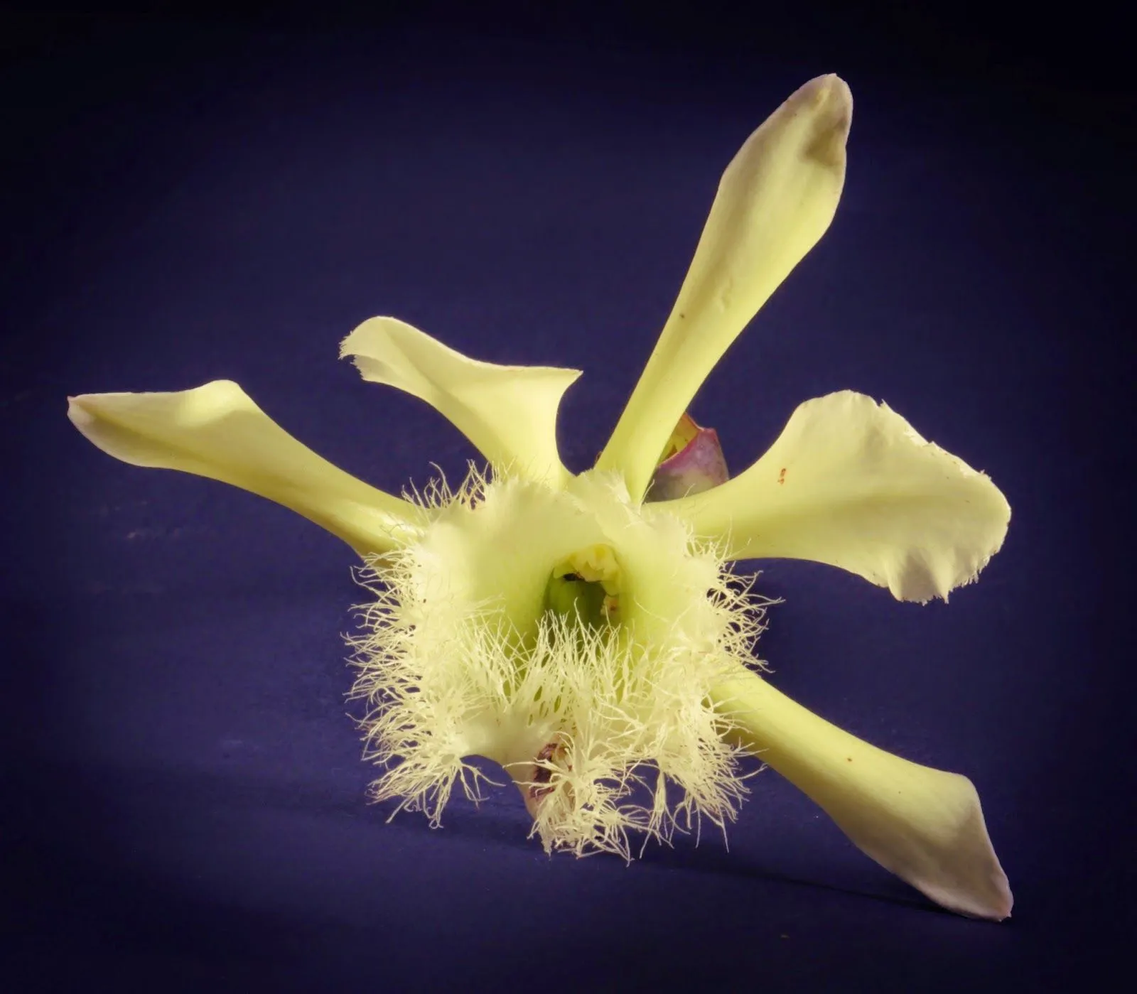 Pensamientos Maupinianos: Rhyncholaelia digbyana flor nacional de Honduras  (antes Brasavola Digbyana)