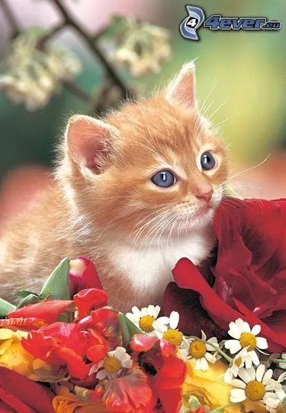 pequeno-gato-pelirrojo,-flores ...