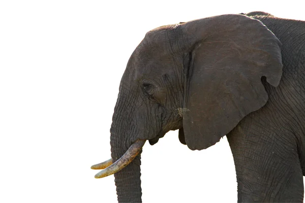 Perfil de elefante aislado — Foto editorial de stock © RyanFaas ...