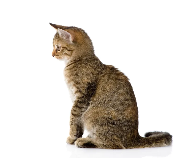 Perfil de gato — Foto stock © photo-deti #44205943