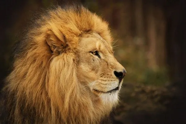 El perfil de un gran león (38627)