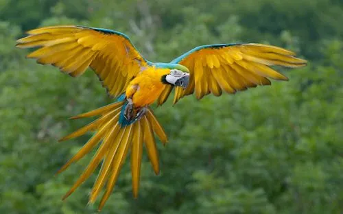 Perico de colores volando en las praderas | Banco de Imágenes Perico de colores volando en las praderas | Banco de Imágenes