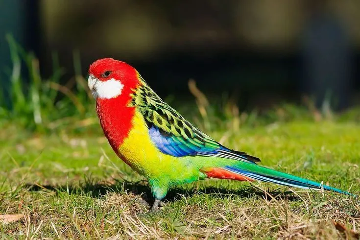 Perico Multicolor (Platycercus eximius) ---> De 30 cm. de longitud ...