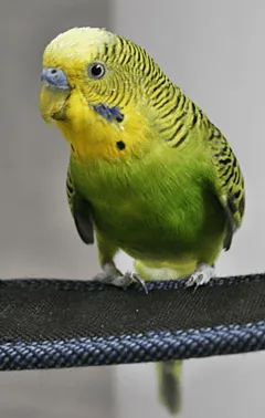 El periquito es originario de Australia y pertenece a la familia de ... El periquito es originario de Australia y pertenece a la familia de ...