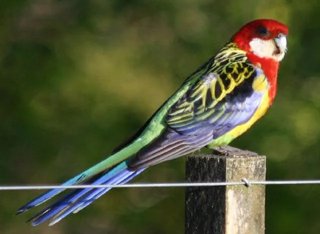 Periquitos Australianos y otras aves - Cuál es el loro más bonito ...