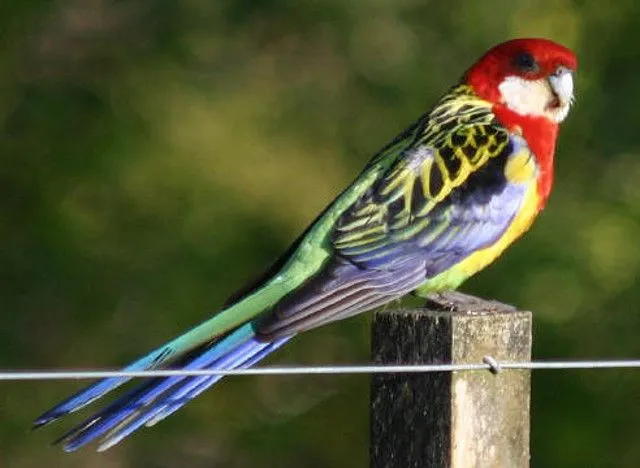 Periquitos Australianos y otras aves - Cuál es el loro más bonito ... Periquitos Australianos y otras aves - Cuál es el loro más bonito ...