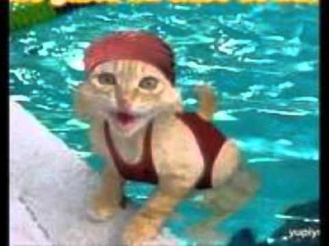 gatitos y peritos chistositos - YouTube
