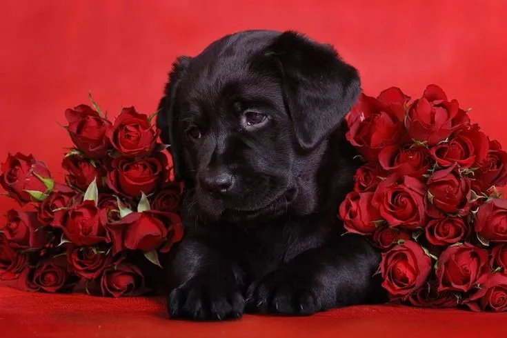 perrito negro con rosas rojas | ANIMALES«·✦º✦· | Pinterest | Circles