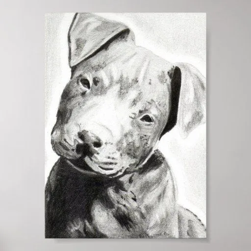 Perrito de Pitbull en la impresión del lápiz de Ja Póster | Zazzle