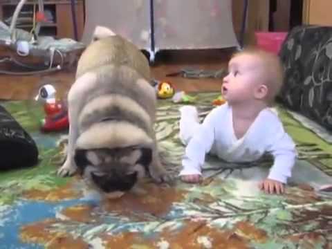 Perrito Pug lucha contra bebé por deliciosa galleta - YouTube