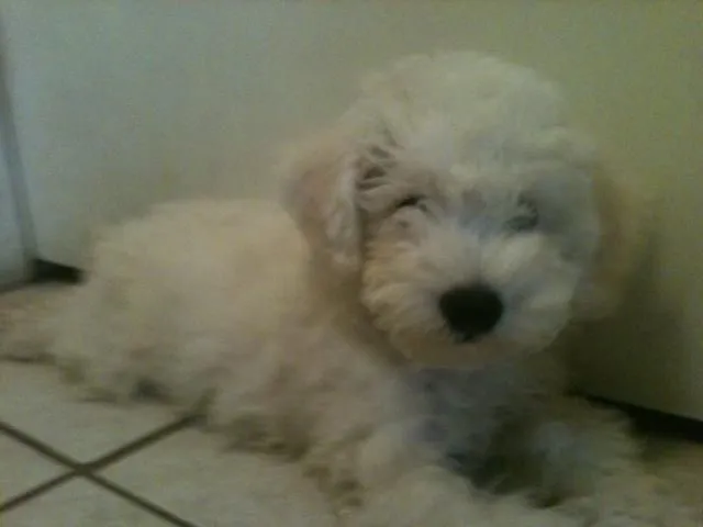 Imagenes de perritos french poodle bebés - Imagui Imagenes de perritos french poodle bebés - Imagui