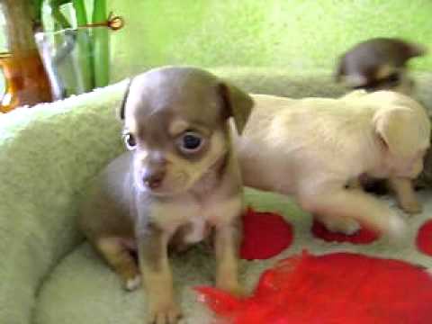 Ver fotos de perros chihuahua recien nacidos - Imagui