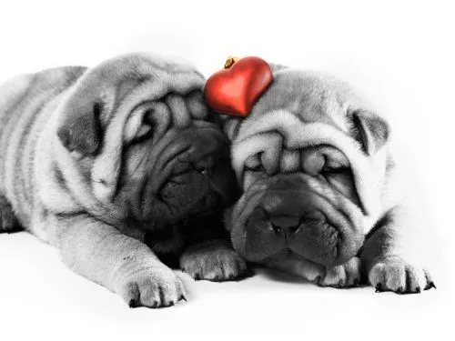 Perritos enamorados | Te Amo Web - Imagenes de amor Perritos enamorados | Te Amo Web - Imagenes de amor