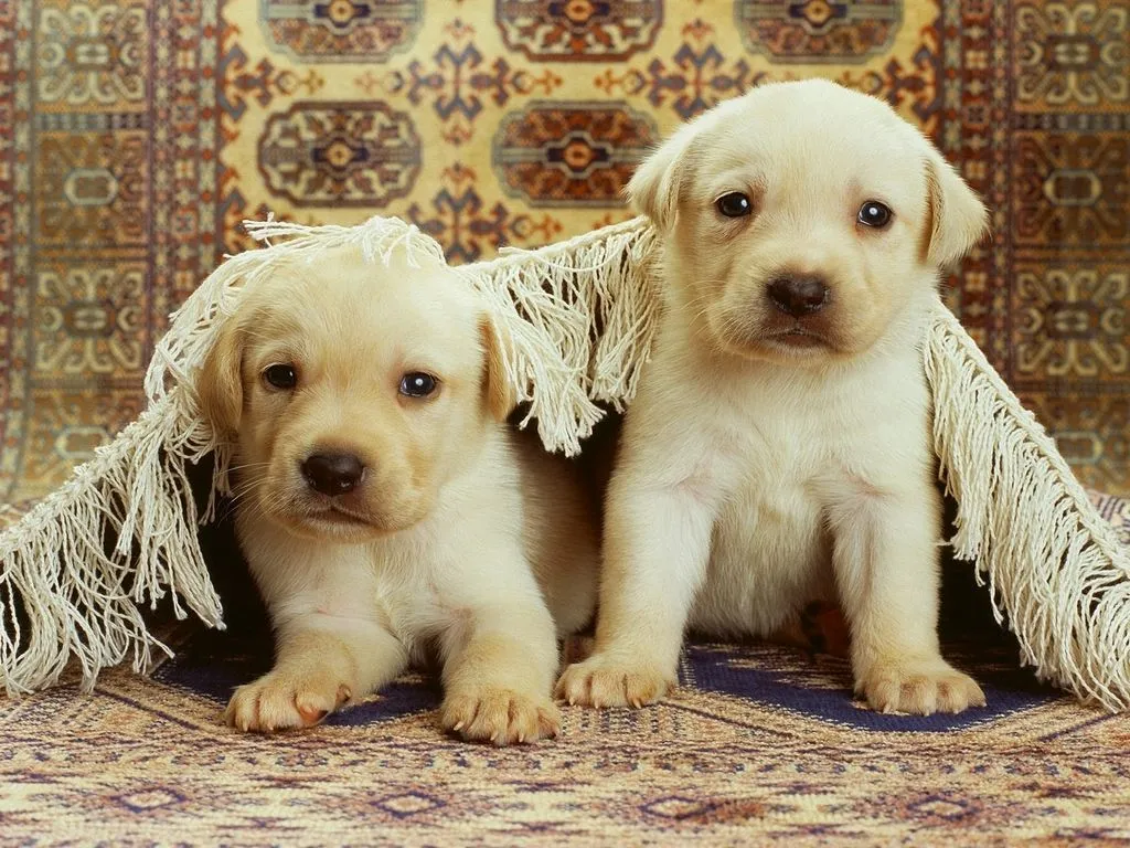 Ver imagenes tiernas: imagenes tiernas de perritos labradores Ver imagenes tiernas: imagenes tiernas de perritos labradores