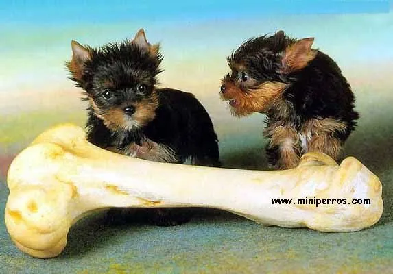 Razas de perros bonitos y pequeños - Imagui Razas de perros bonitos y pequeños - Imagui