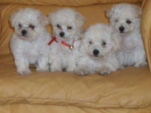 Fotos de vendo perritos poodle toy 9-0245509 - Santiago - Animales ...