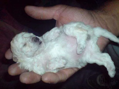 Fotos de En venta perritos poodle. - Arica - Animales / Mascotas