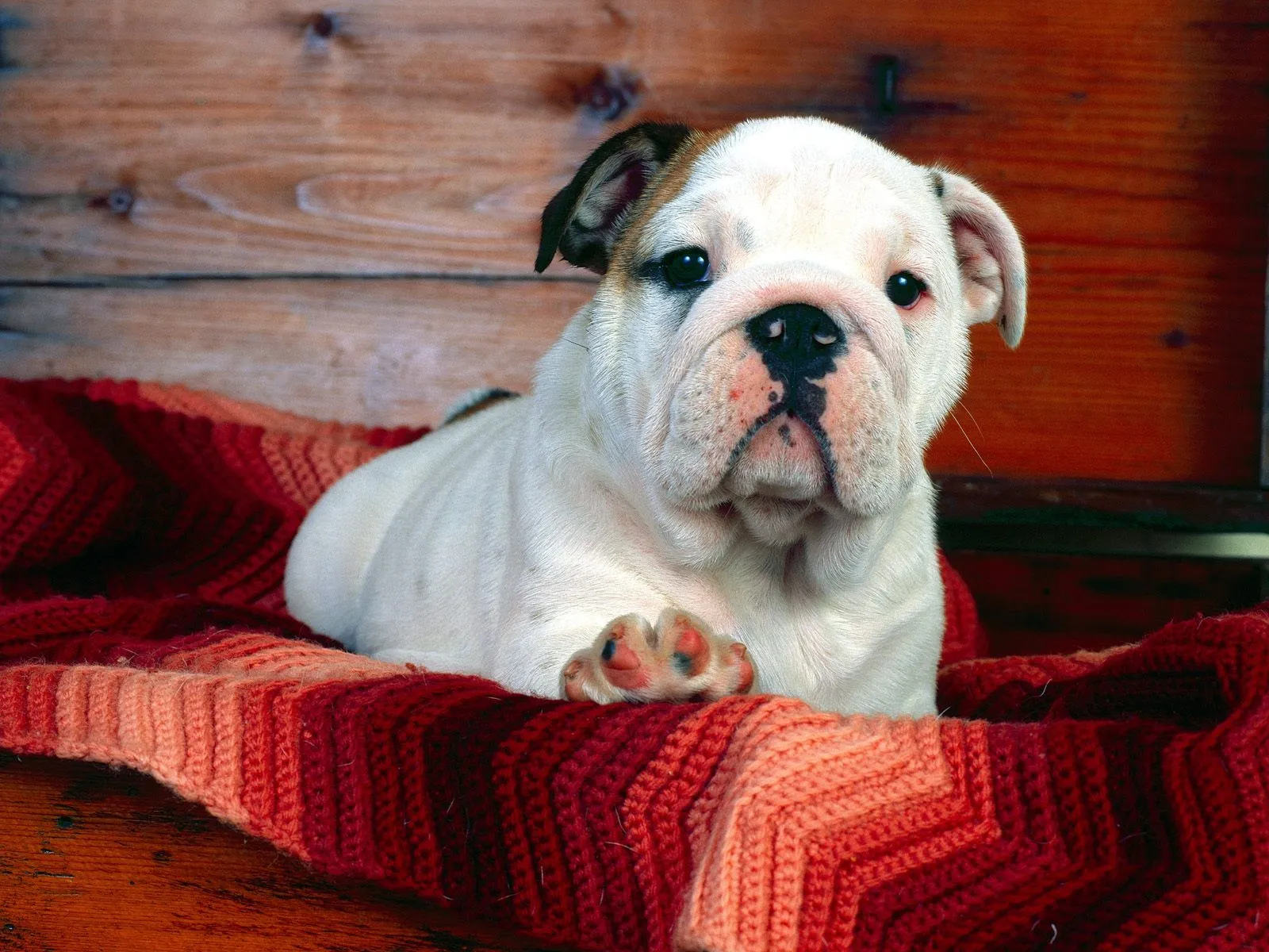 Perritos tiernos para descargar gratis en HD: Imagenes Tiernas ... Perritos tiernos para descargar gratis en HD: Imagenes Tiernas ...
