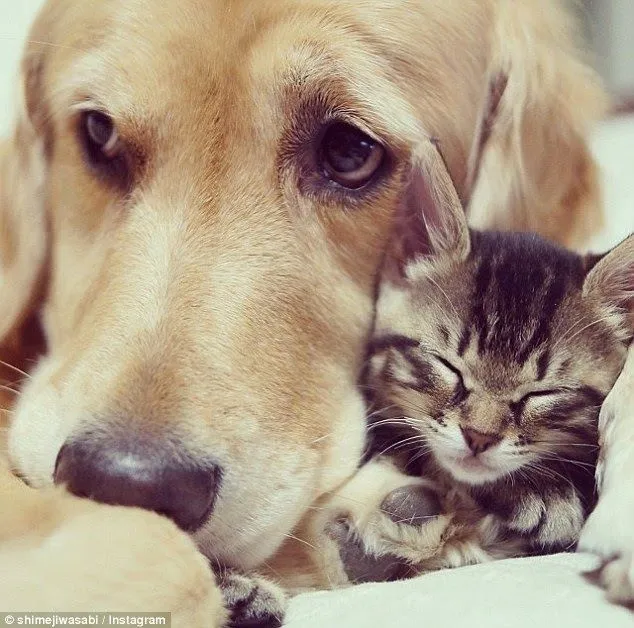 Un perro adopta una gatita huérfana que fue rechazada por su madre ...