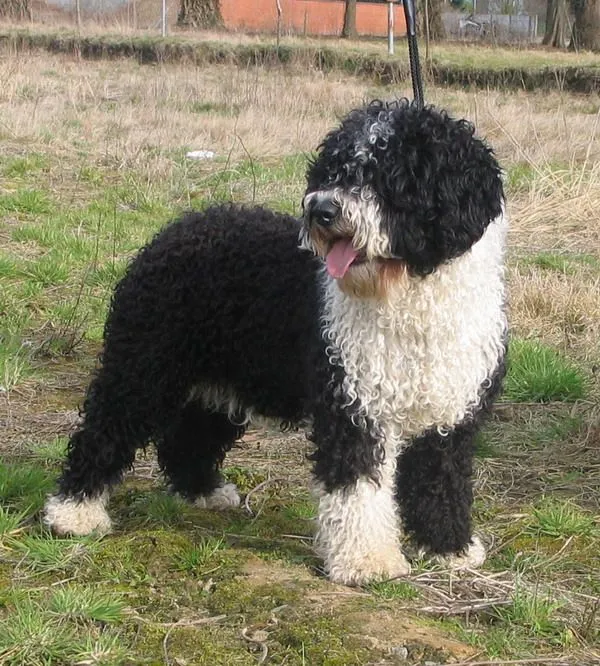 Perro de agua español - Wikipedia, la enciclopedia libre Perro de agua español - Wikipedia, la enciclopedia libre