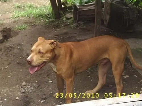 Perro american stanford - Cartago, Costa Rica - Animales / Mascotas