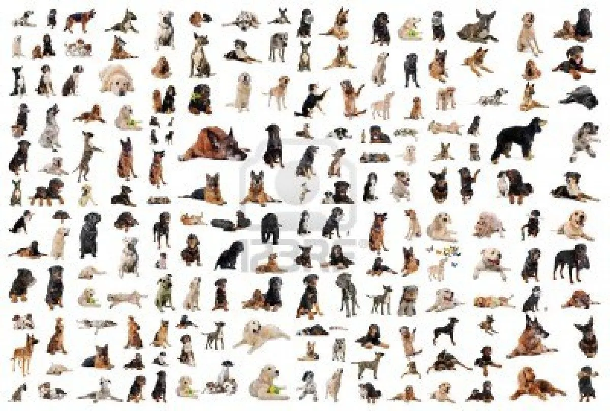 Aleix perros i tecnologias Aleix perros i tecnologias