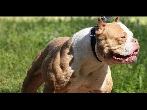 Perro ataca a su amo - perros pitbull - YouTube