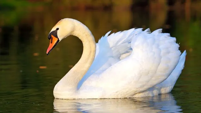Perro ataca a cisne, arrestan a su dueño — Telemundo 51 Perro ataca a cisne, arrestan a su dueño — Telemundo 51