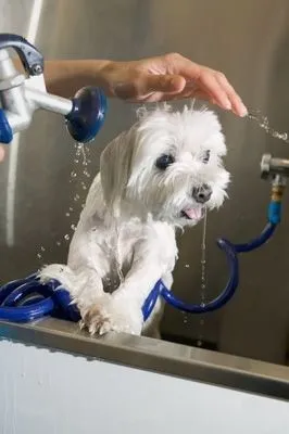 Bañar al perro, aseo y limpieza de mascotas.
