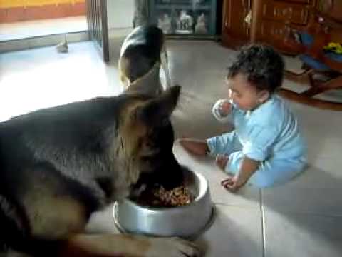 Perro y bebé ''peleando'' por la comida - YouTube