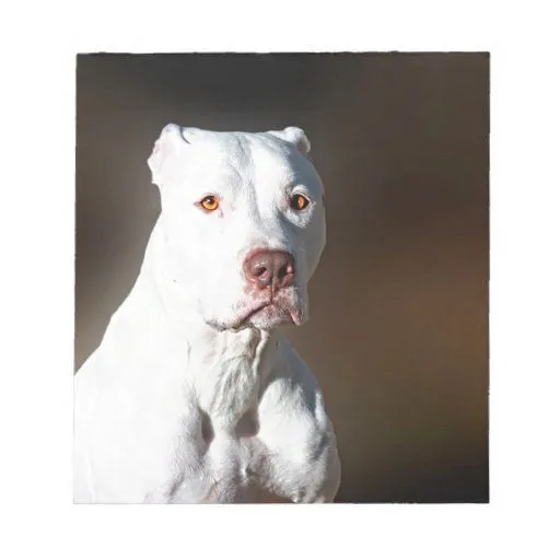 Perro blanco del rescate de Pitbull Terrier del am Blocs | Zazzle