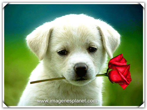 Imagenes tiernas gif animados de perro cachorro con una rosa ...