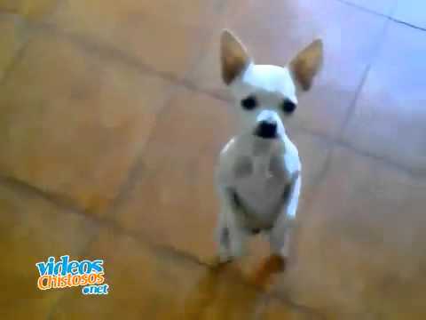 Perro chihuahua bailando flamenco - YouTube