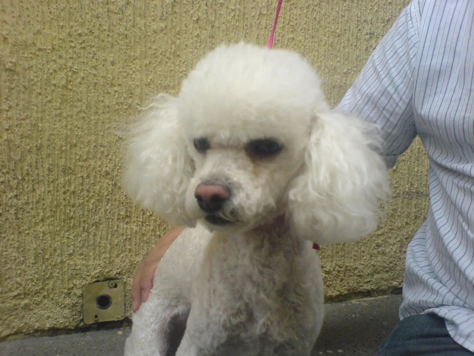 Perro french poodle Macho en adopción en México, D.F., Distrito ...