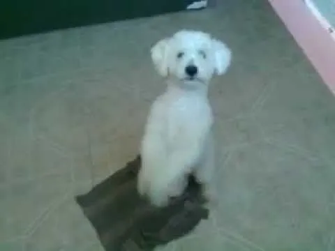perro french poodle - YouTube
