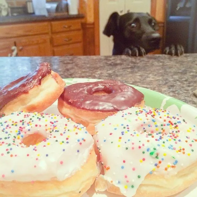 Perro con ganas de comer donuts